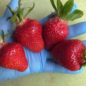 Земляника садовая ЗКС Клодия