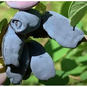 Жимолость Хоней Би на ЗКС