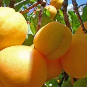 Абрикос Минусинский Янтарь на ЗКС
