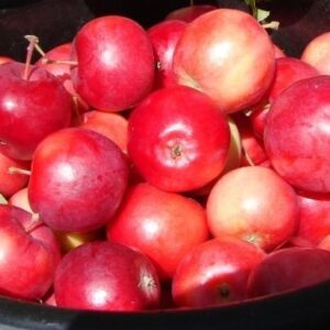 Полукультурка Алпек на ЗКС