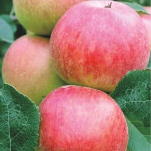 Яблоня юбилейное Калининой на ЗКС