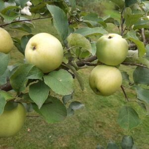 Яблоня Народное ЗКС