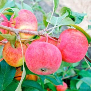 Яблоня Дочь Радуги