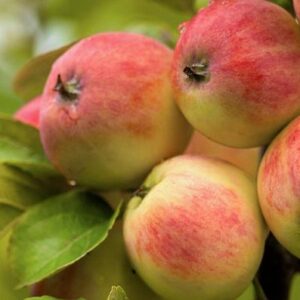 Яблоня Уралец на ЗКС