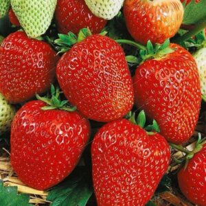 Земляника садовая ЗКС