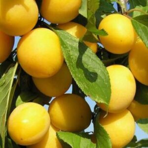Слива жёлтая крупная на ЗКС