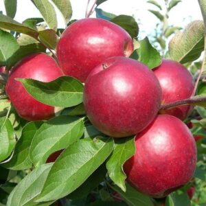 Яблоня коваленковское