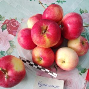 Яблоня Чупинское