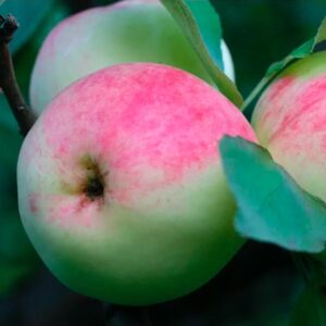 Яблоня Родниковая на ЗКС