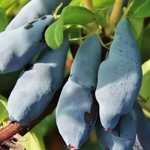 Жимолость Динозаврик на ЗКС