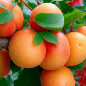 Абрикос Минусинский румяный на ЗКС