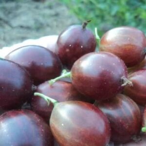 Крыжовник Звездочет