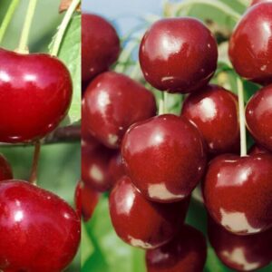 Уральская Черешенка ЗКС