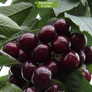 Черевишня Дюк Ночка