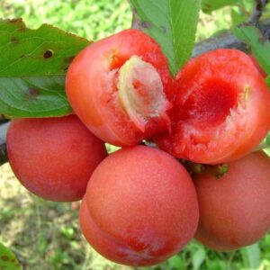 Слива Лакомка на ЗКС