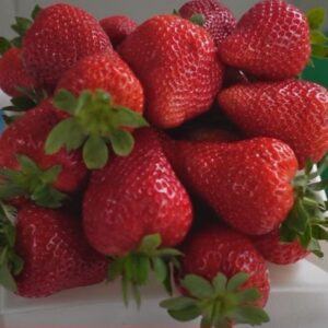 Земляника садовая ЗКС Джуси