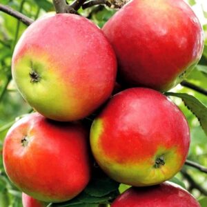 Яблоня Аксена