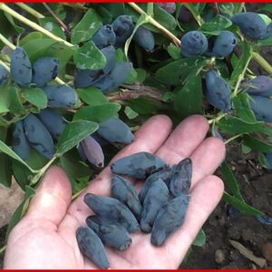 Жимолость Сибириада ЗКС