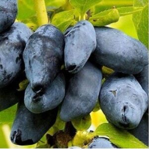 Жимолость Мамонтенок на ЗКС