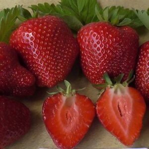 Земляника Садовая Сандра ЗКС