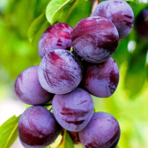 Слива Леонидовна на ЗКС