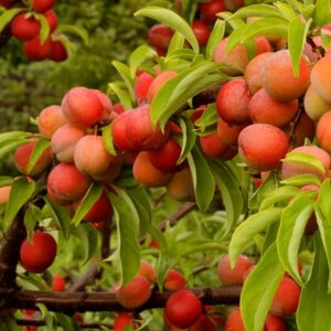 Слива Алтайская Юбилейная на ЗКС