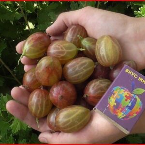 Крыжовник Ксения