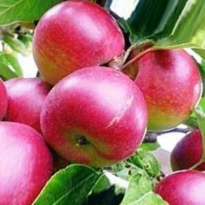 Яблоня Настенька на ЗКС