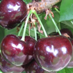 Черевишня Дюк Чудо-Вишня ЗКС