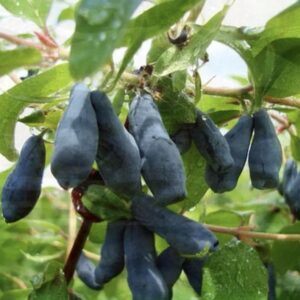 Жимолость Байкаловская