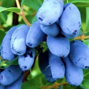 Жимолость Сердце Гиганта на ЗКС