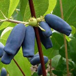 Жимолость Голубое Сокровище