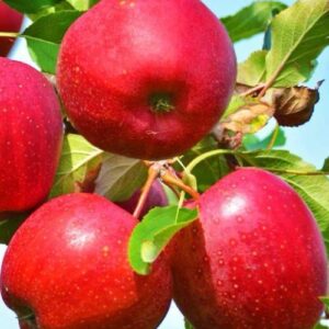 Яблоня Рубан Красный