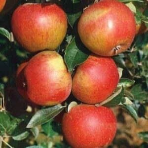 Яблоня Торопыжка на ЗКС