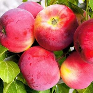 Яблоня полукультурная Серебряное копытце