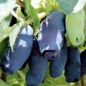 Жимолость Викинг на ЗКС